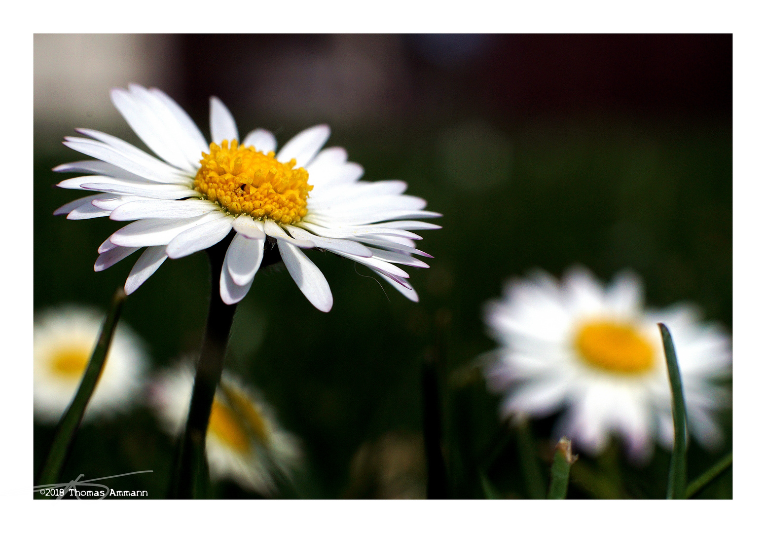 Gänseblümchen_180414