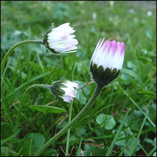 gänseblümchen2