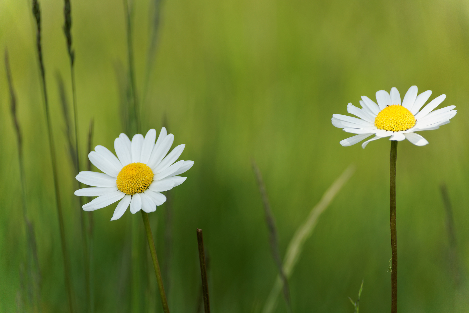 Gänseblümchen^2