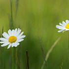 Gänseblümchen^2