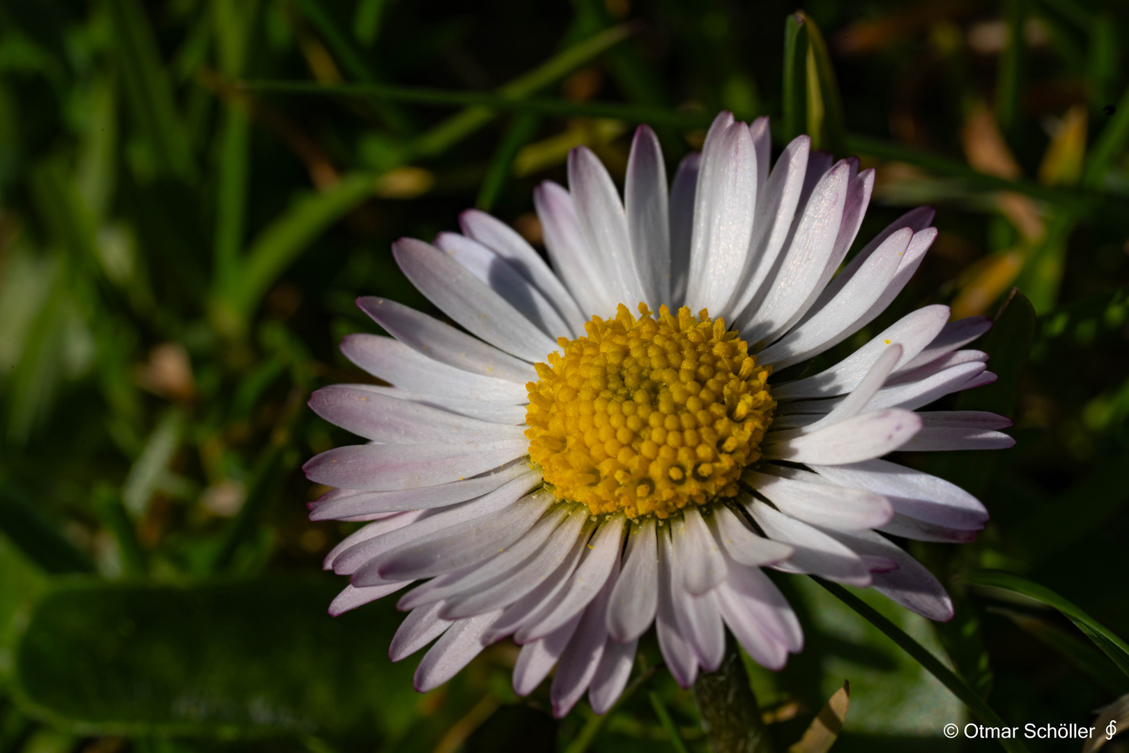 Gänseblümchen_2