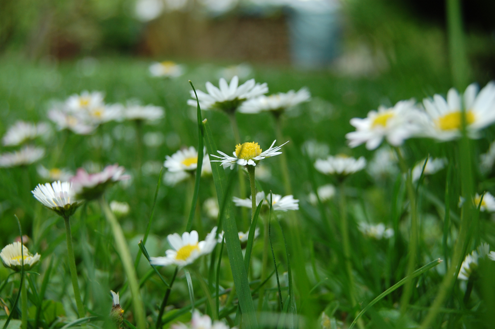 Gänseblümchen.&#9829;