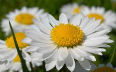 Gaensebluemchen...Bellis perennis 1/3