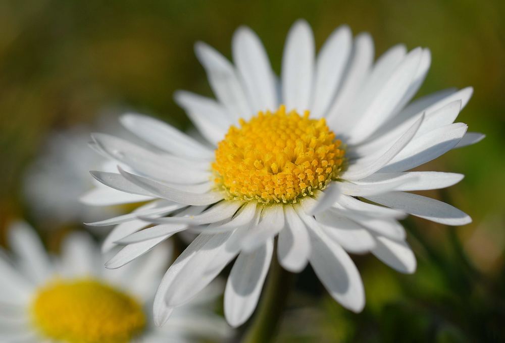 Gaensebluemchen...Bellis perennis 2/3