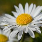 Gaensebluemchen...Bellis perennis 2/3