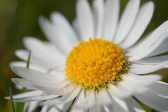 Gaensebluemchen...Bellis perennis 3/3