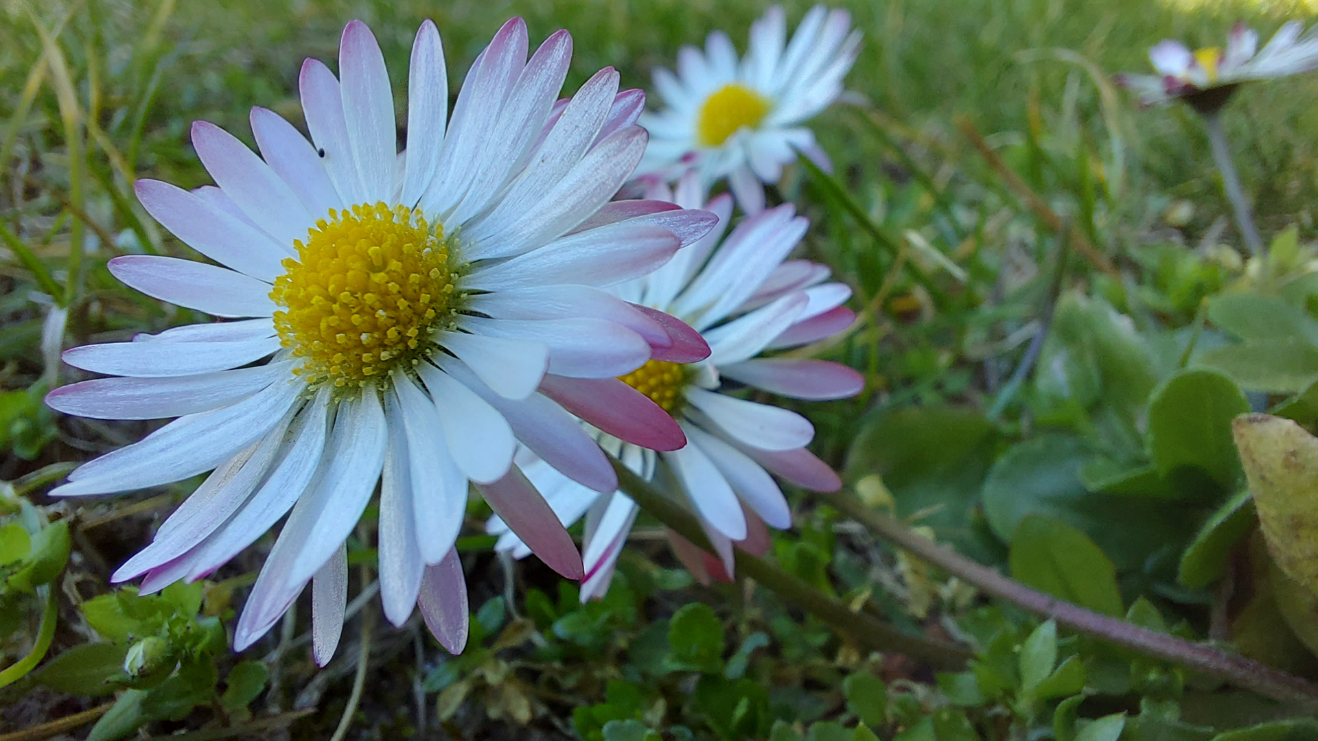 Gänseblümchen(Bellis perennis)