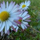 Gänseblümchen(Bellis perennis)