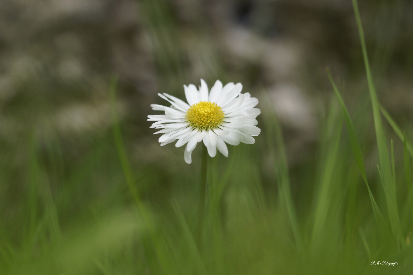 Gänseblümchenbild 2