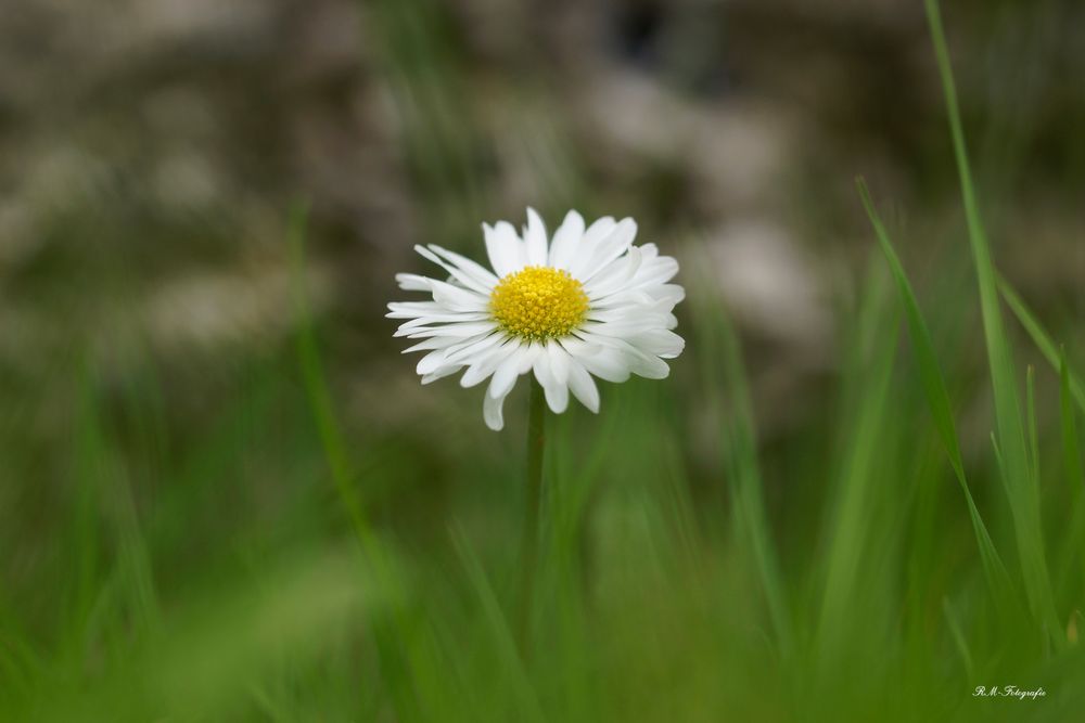 Gänseblümchenbild 2