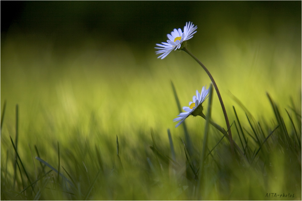 gänseblümchenfotografin...........na und