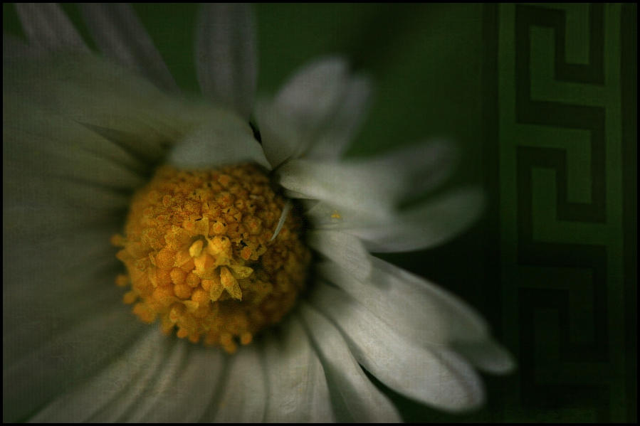 gänseblümchen..ganz nah..