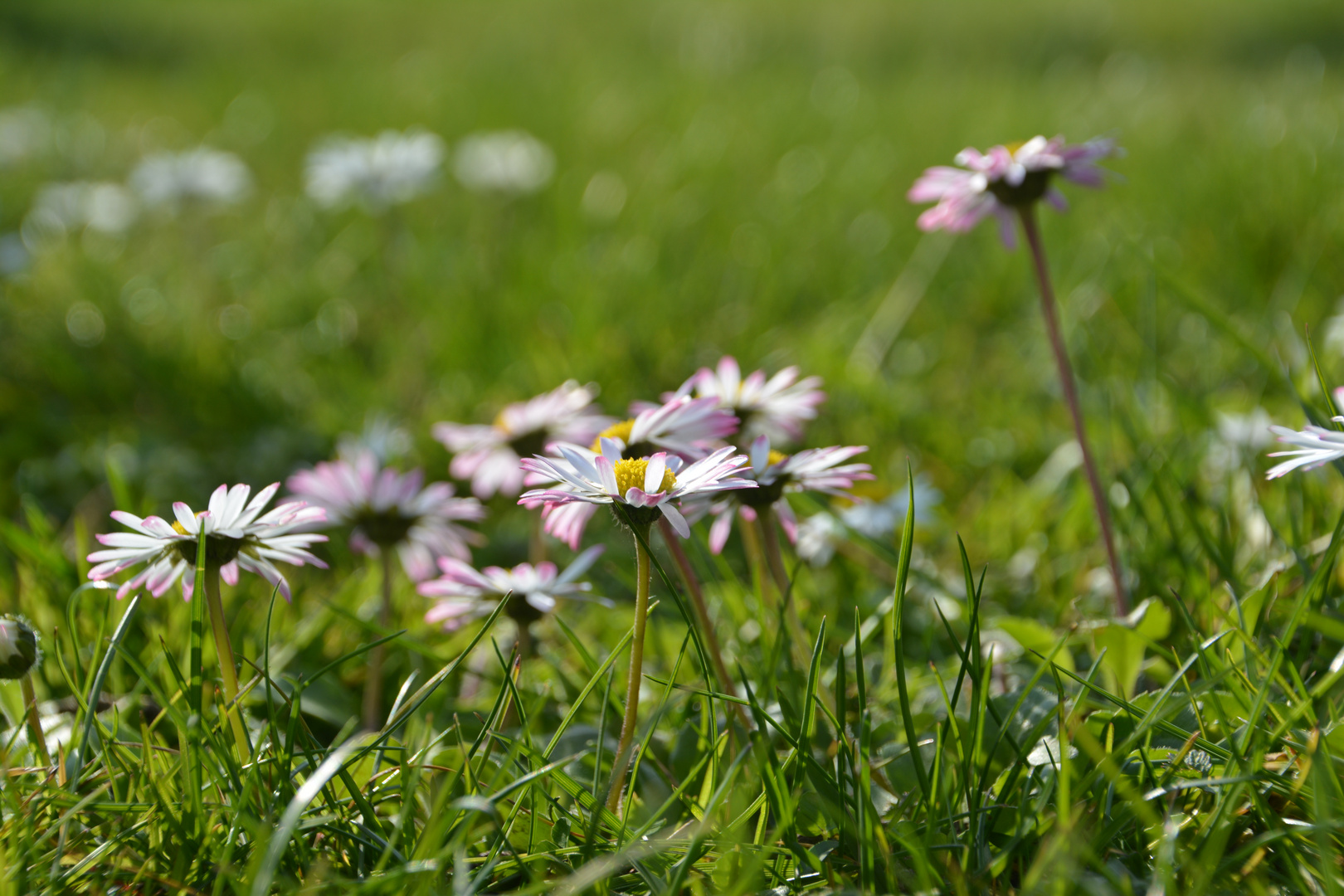 gänseblümchen...gern gesehen