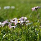 gänseblümchen...gern gesehen