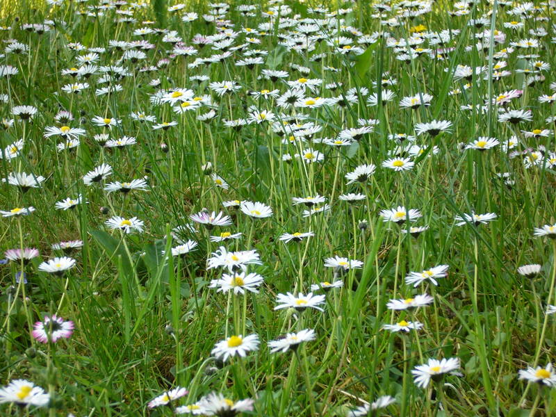 Gänseblümchenmeer