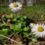 Gänseblümchen/Mittwochsblümchen