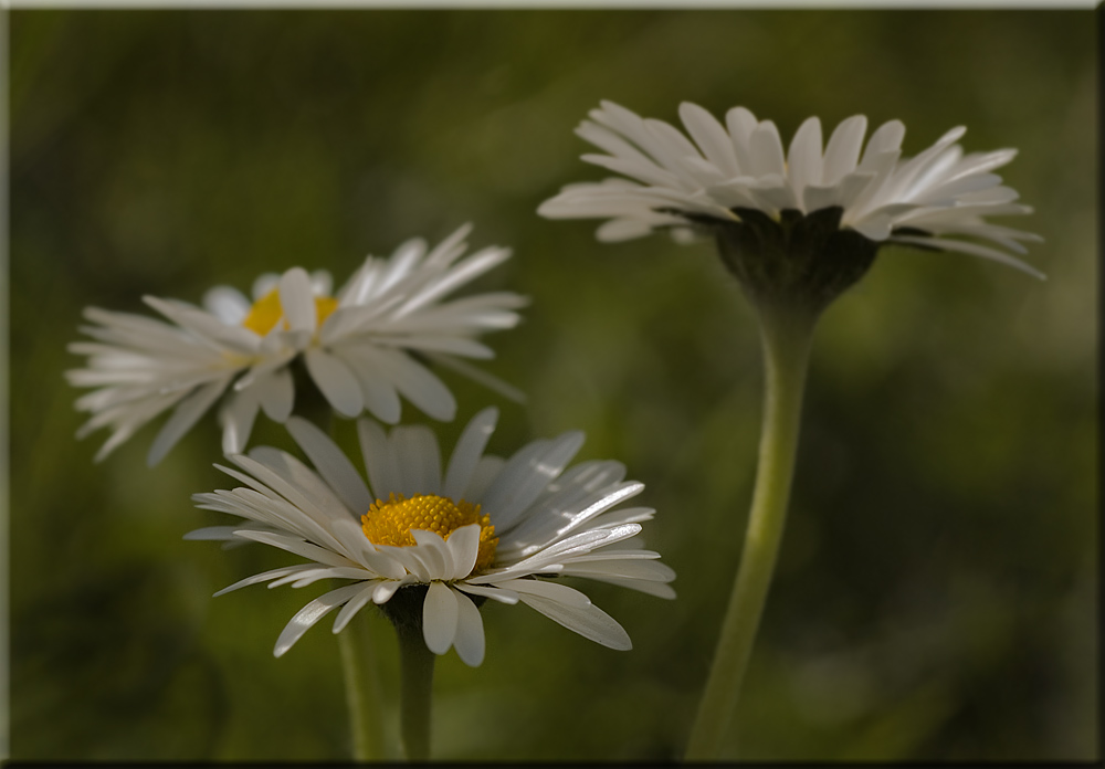 gänseblümchen....out of box