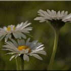 gänseblümchen....out of box