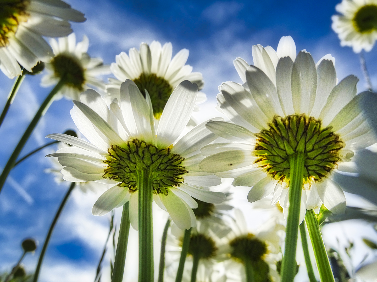 Gänseblümchen_von_unten