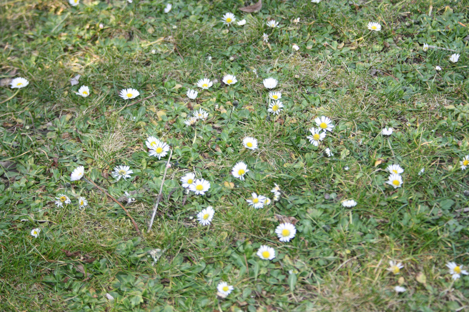 Gänseblümchenwiese
