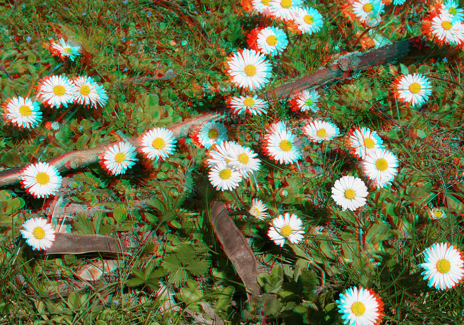 Gänseblümschen mal anders (Anaglyph Stereoskopisch)