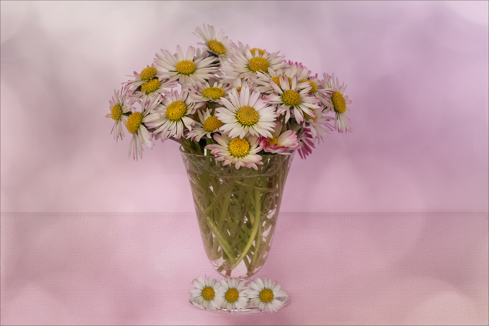 Gänseblünchen - Bellis perennis....