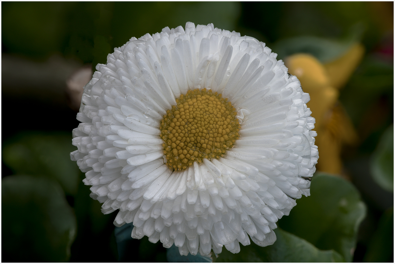 Gänseblume