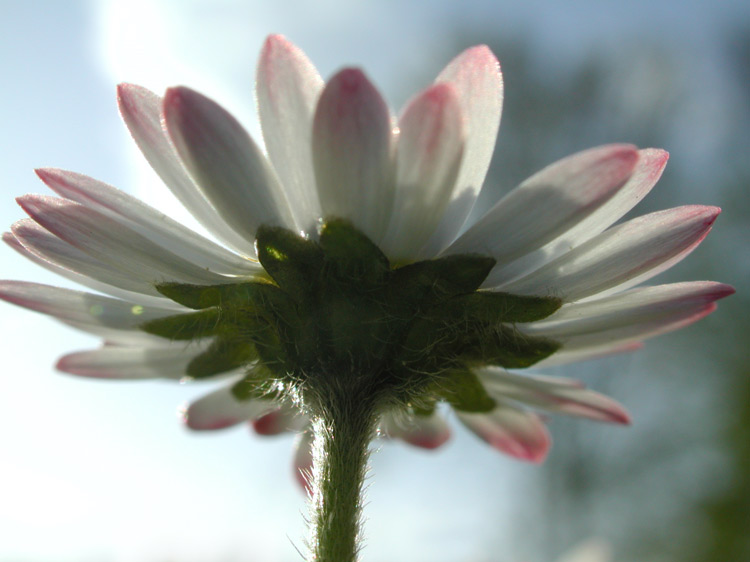 Gänseblume 1 von 2