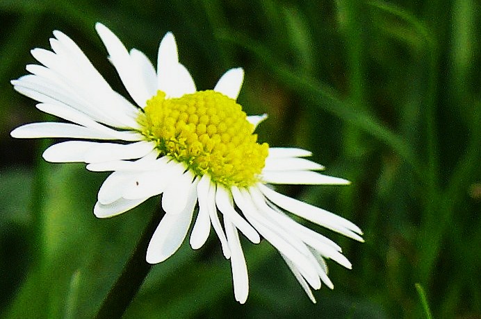 "Gänseblume"