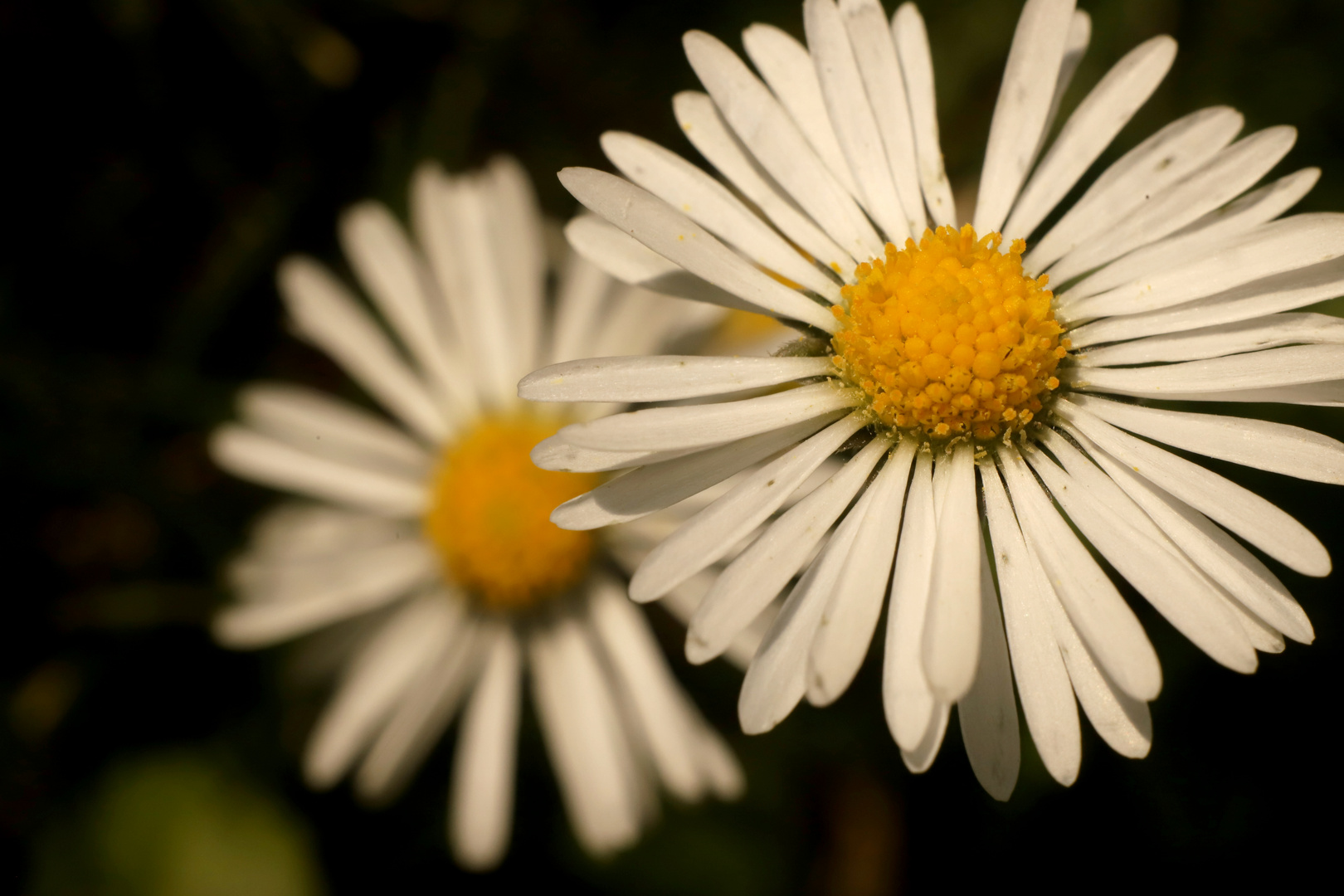 Gänseblume 2