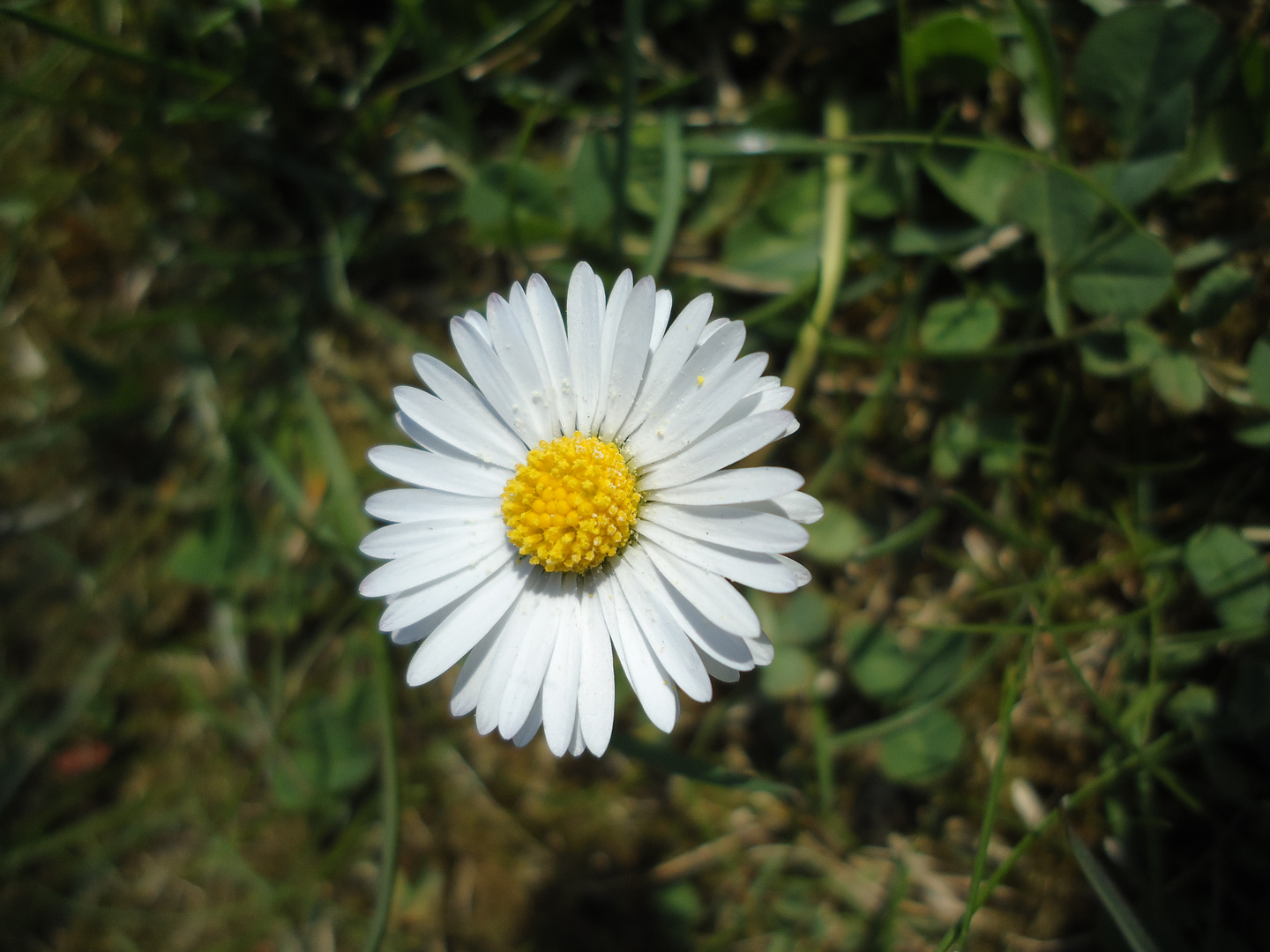 Gänseblume 2011