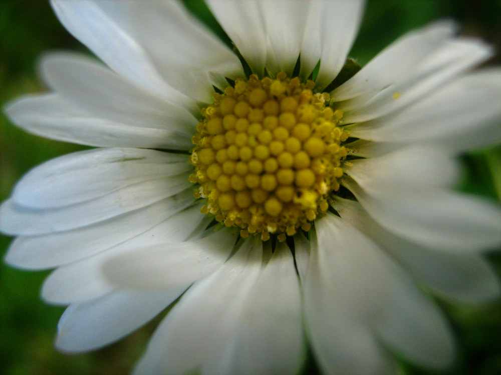 Gänseblume