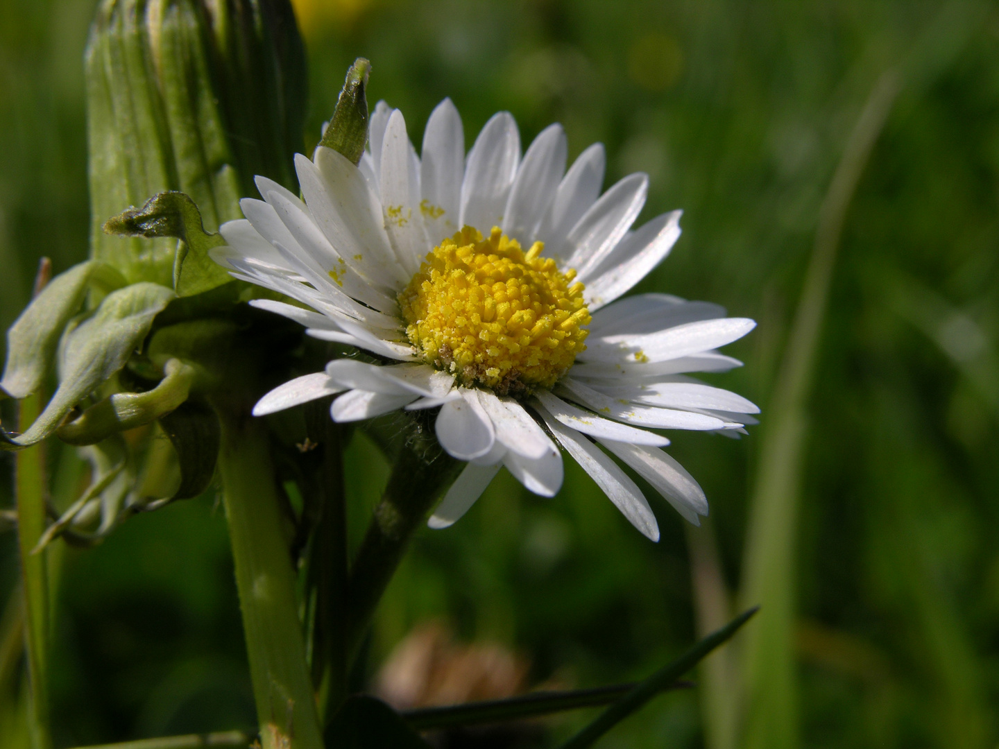 Gänseblume