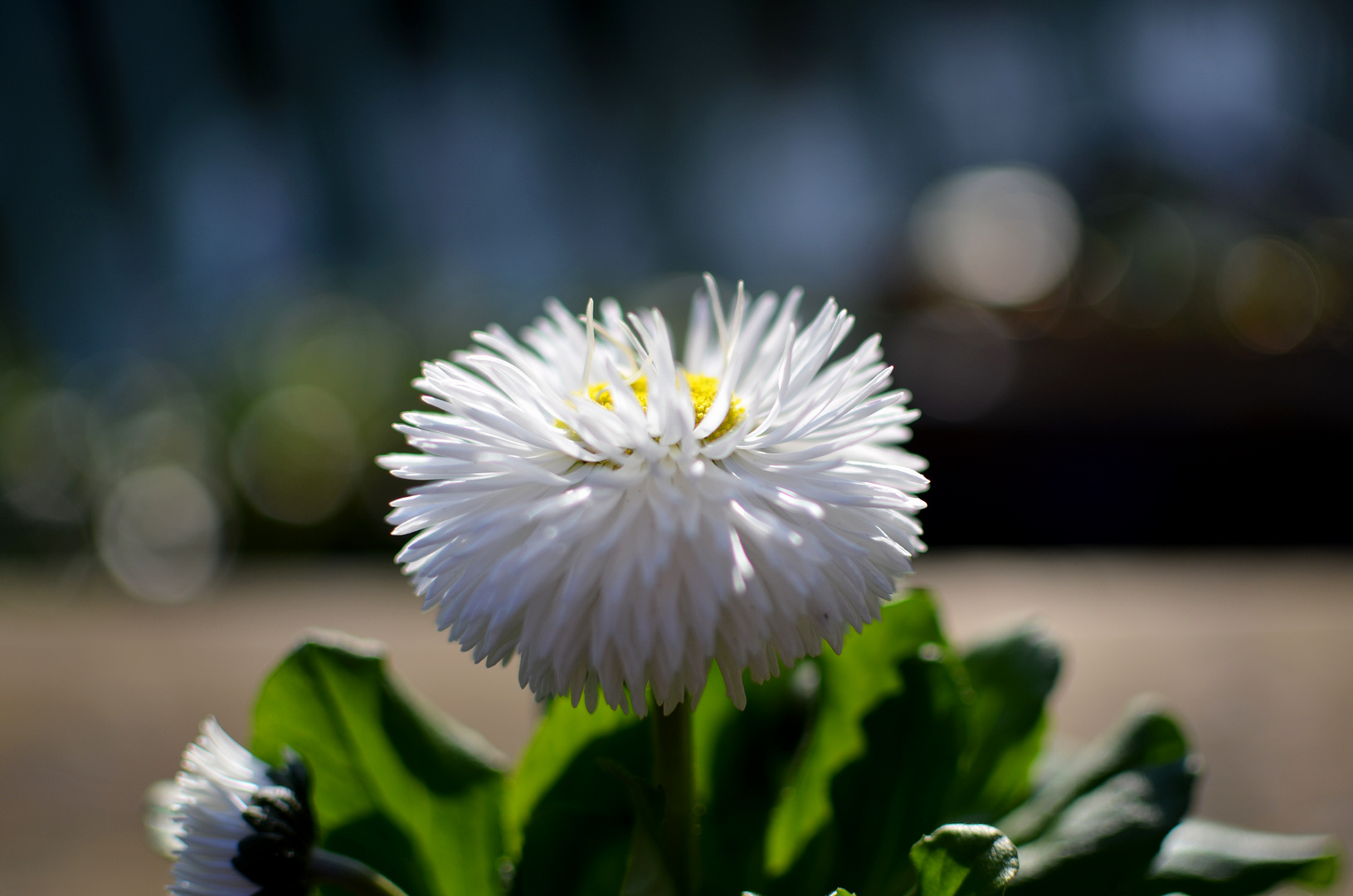 Gänseblume