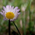 Gänseblume