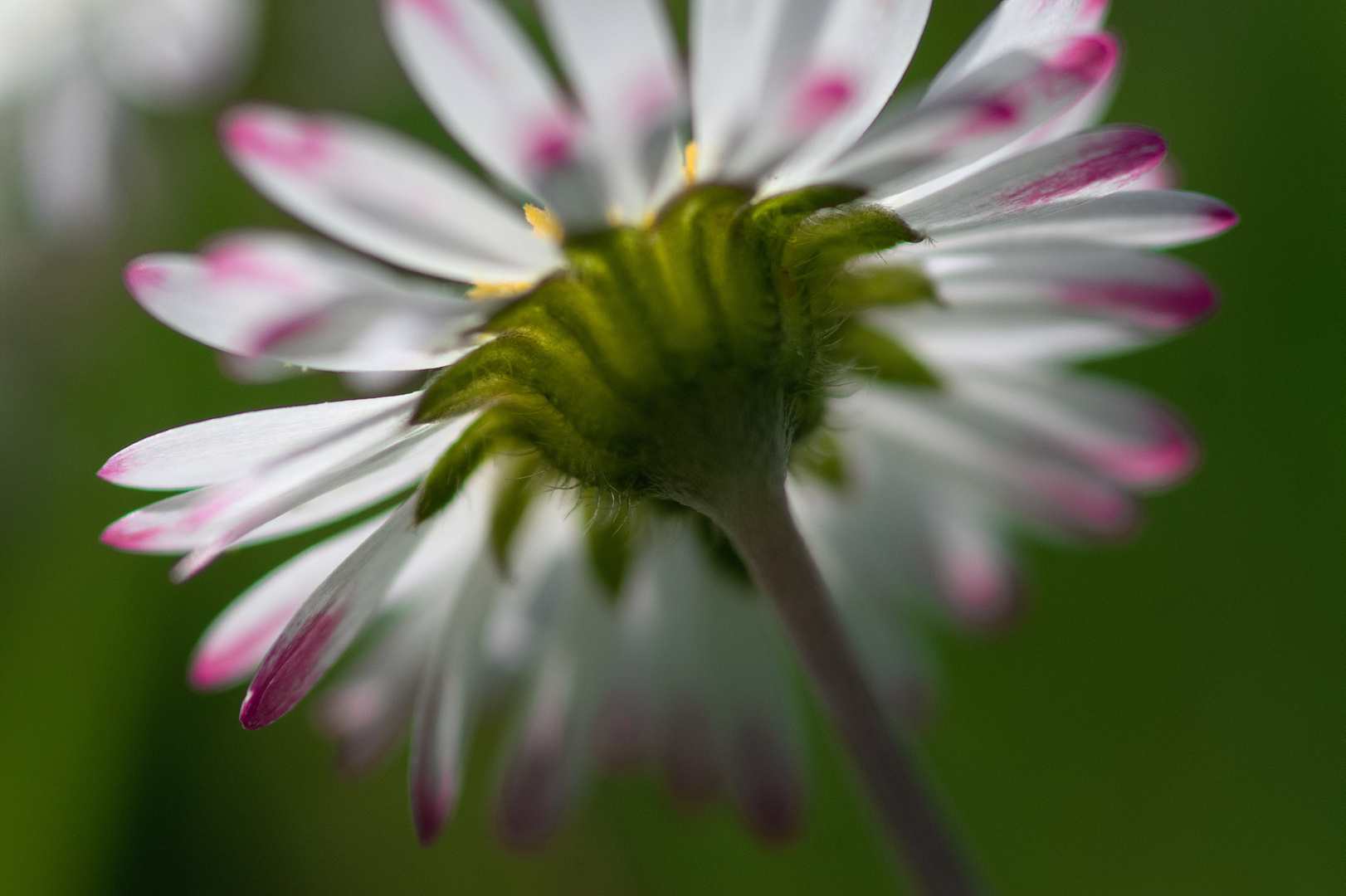 Gänseblume