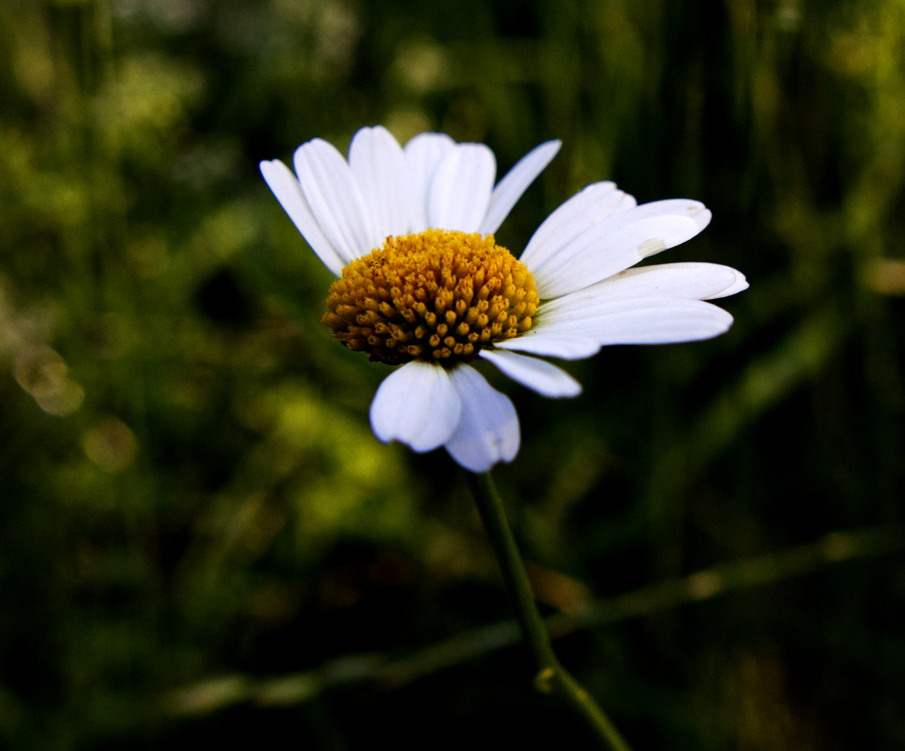 Gänseblume