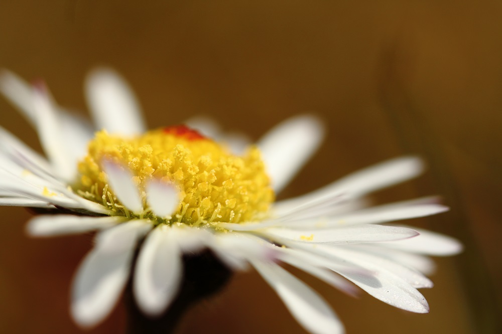 Gänseblume