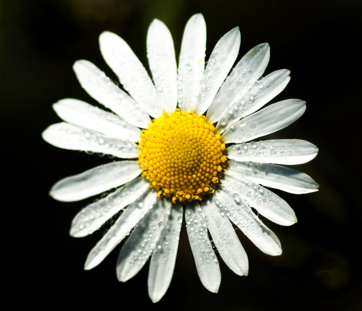 Gänseblume