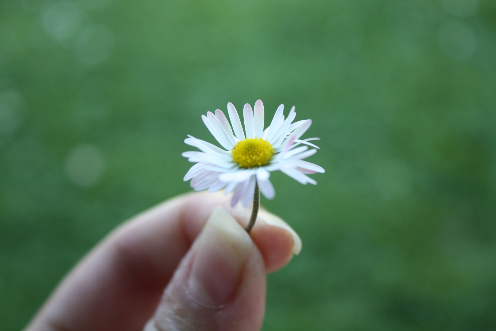 Gänseblume