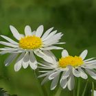 Gänseblume