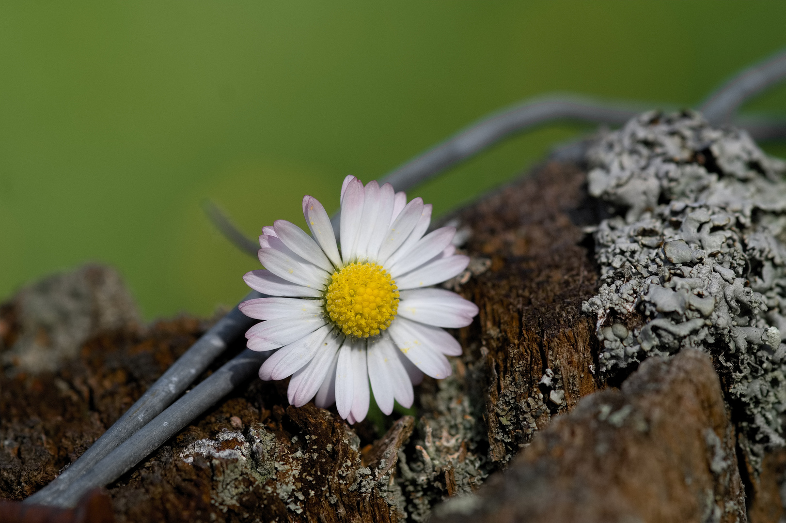 Gänseblume