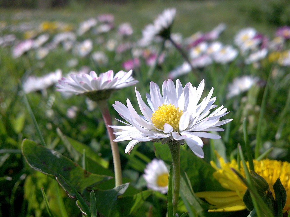 Gänseblume &#9829;