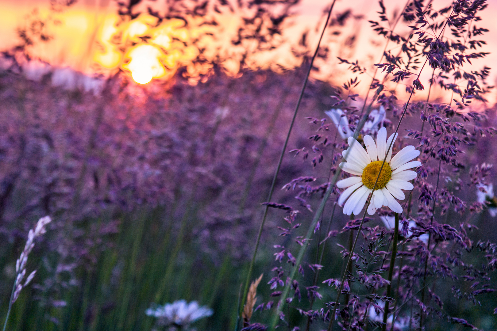 Gänseblume