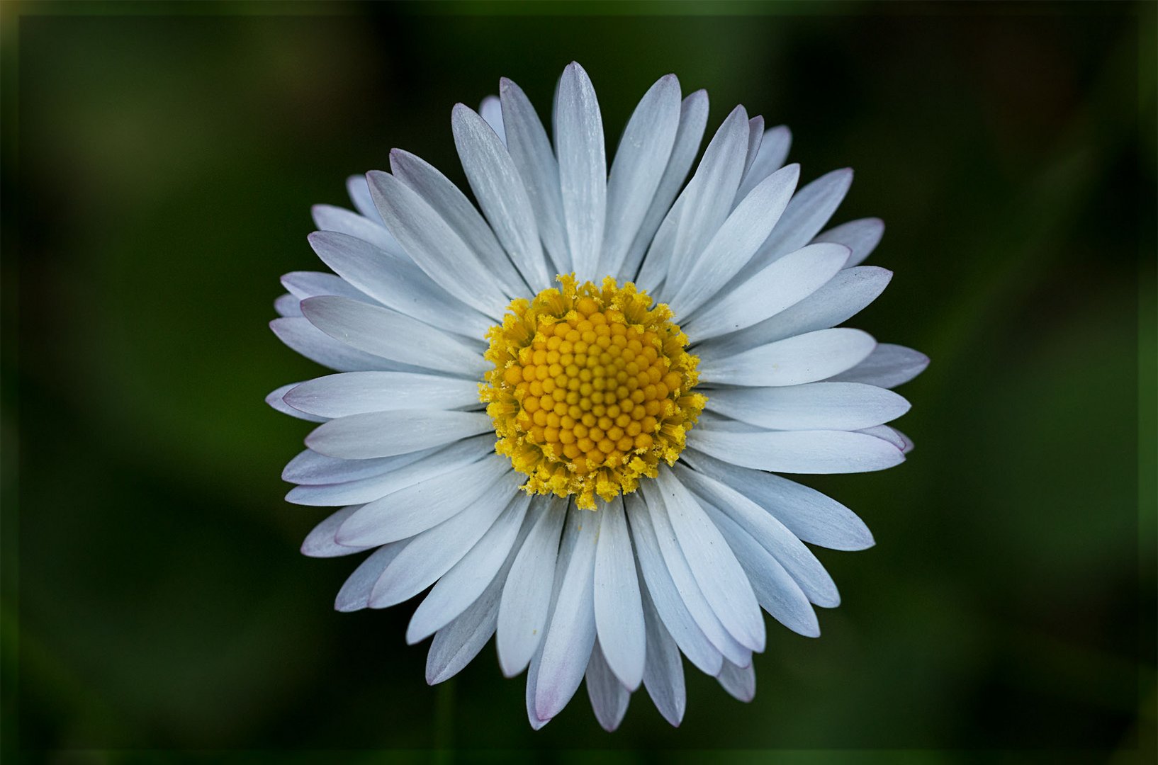 Gänseblume