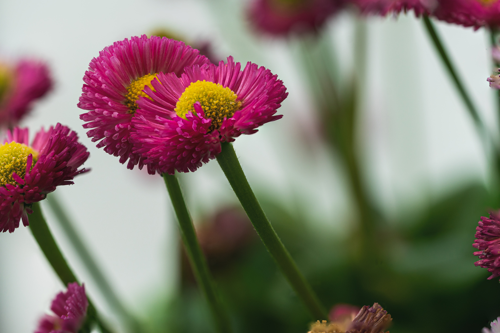 Gänseblume 