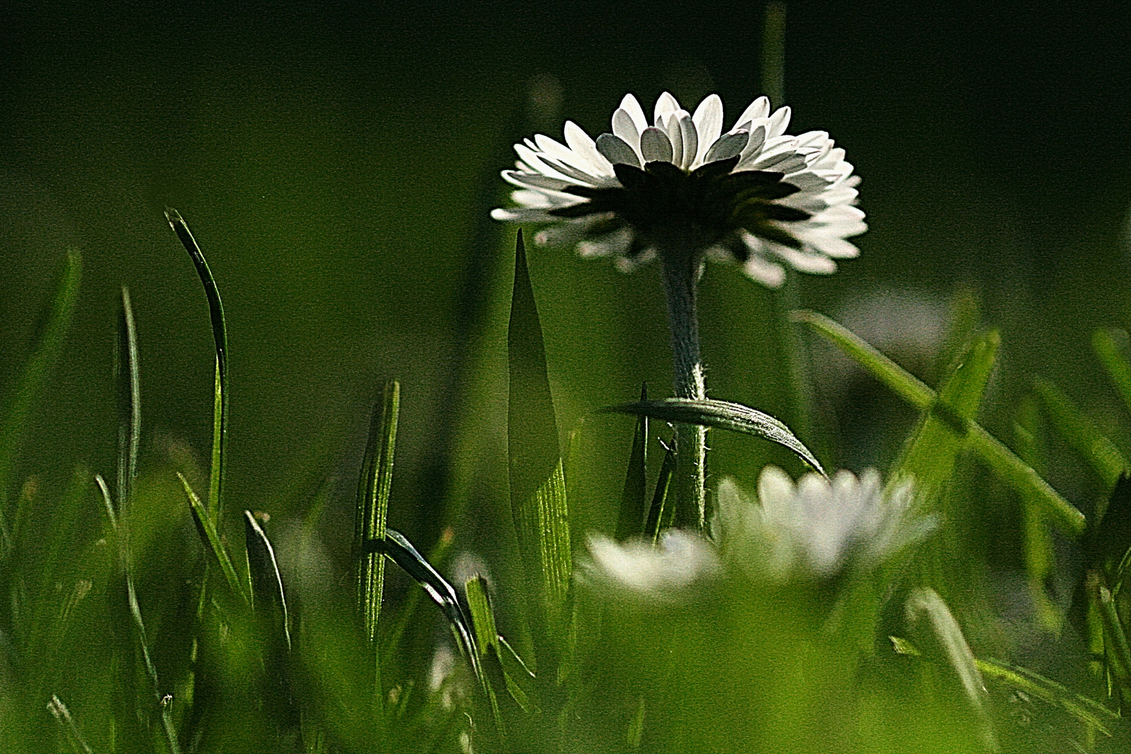 Gänseblume