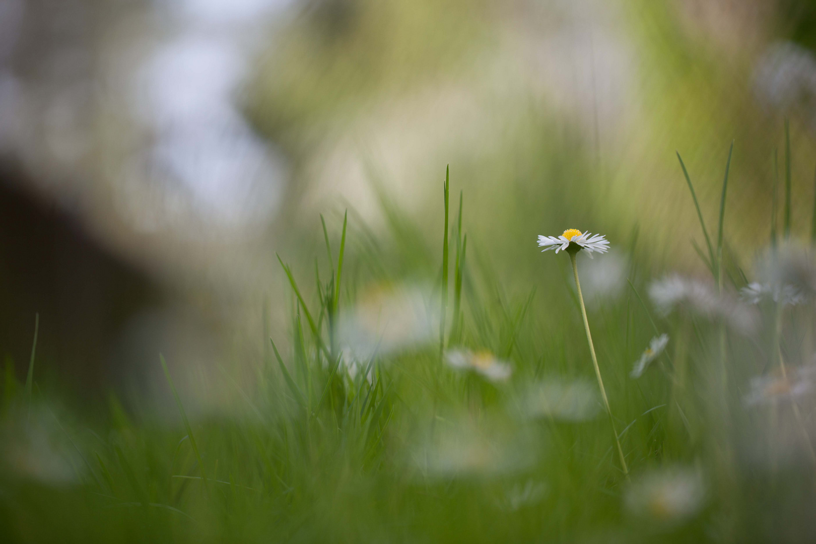 Gänseblume am Karrenweg