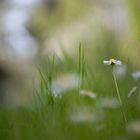 Gänseblume am Karrenweg