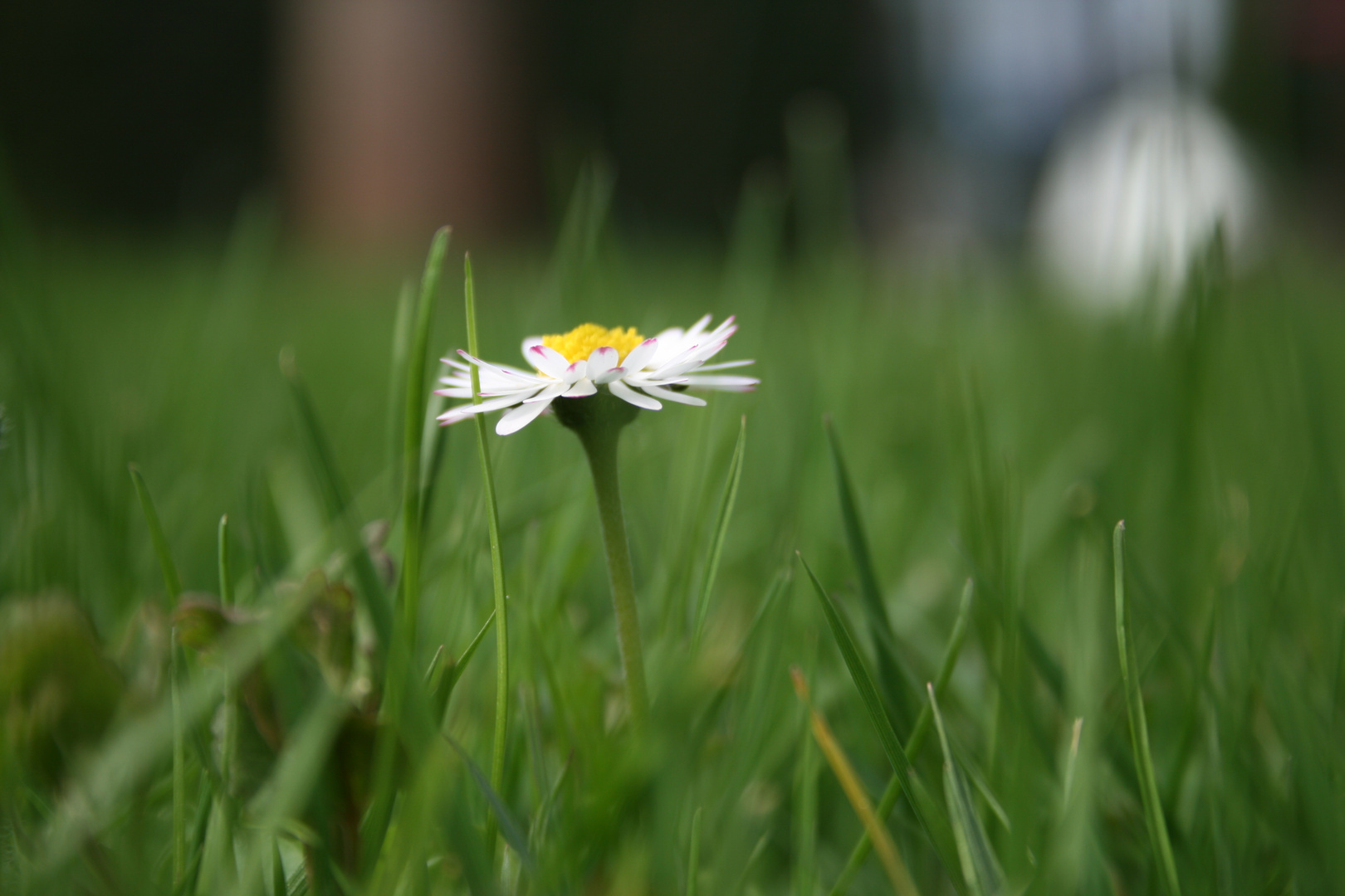 Gänseblume aus einer anderen Perspektive